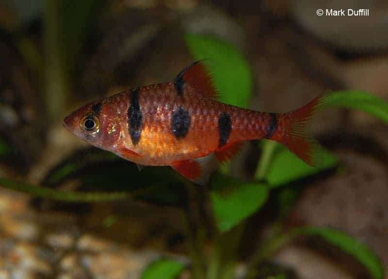 groepje van 6 vijfstreepbarbelen samen weg 4cm, Vis, Zoetwatervis, Schoolvis