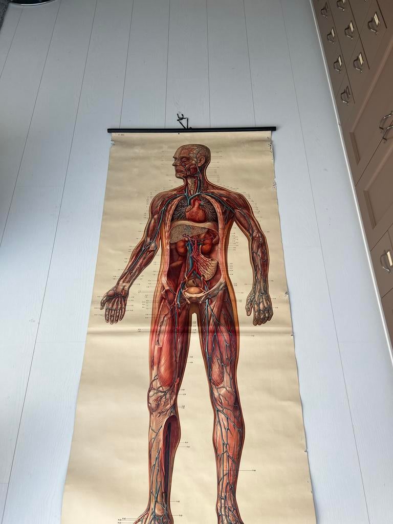 Antieke Anatomische Plaat Vatenstelsel - 200x90 cm, Antiek en Kunst, Antiek | Schoolplaten, Ophalen of Verzenden, Natuur en Biologie