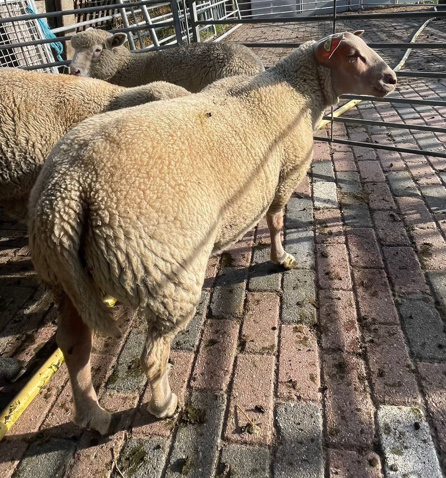 Rouge de l’ouest ram, Mannelijk, Schaap