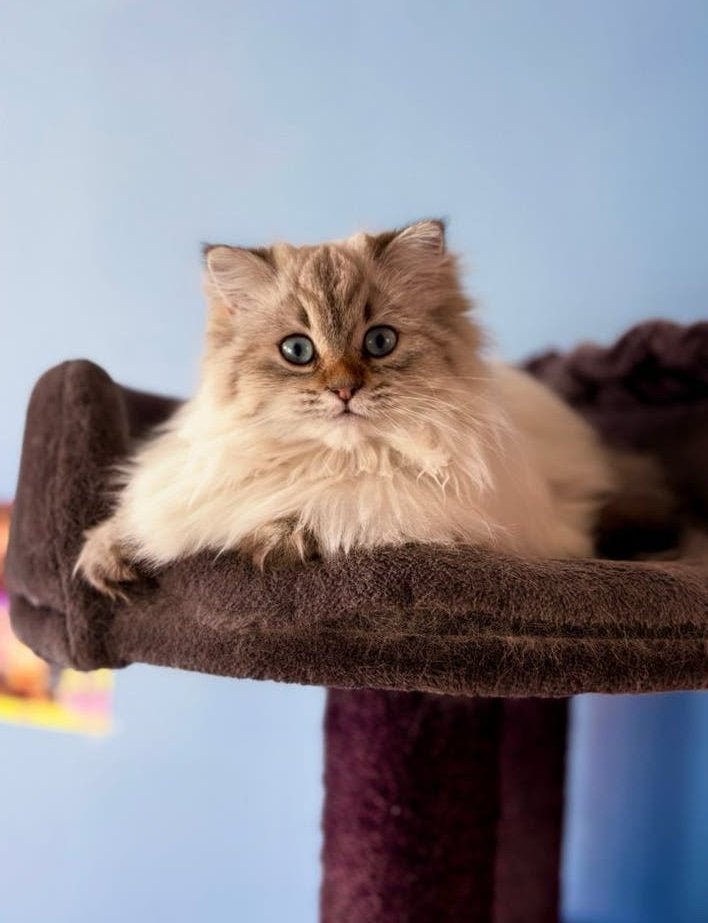 Britse langhaar, Poes, Ontwormd, 0 tot 2 jaar