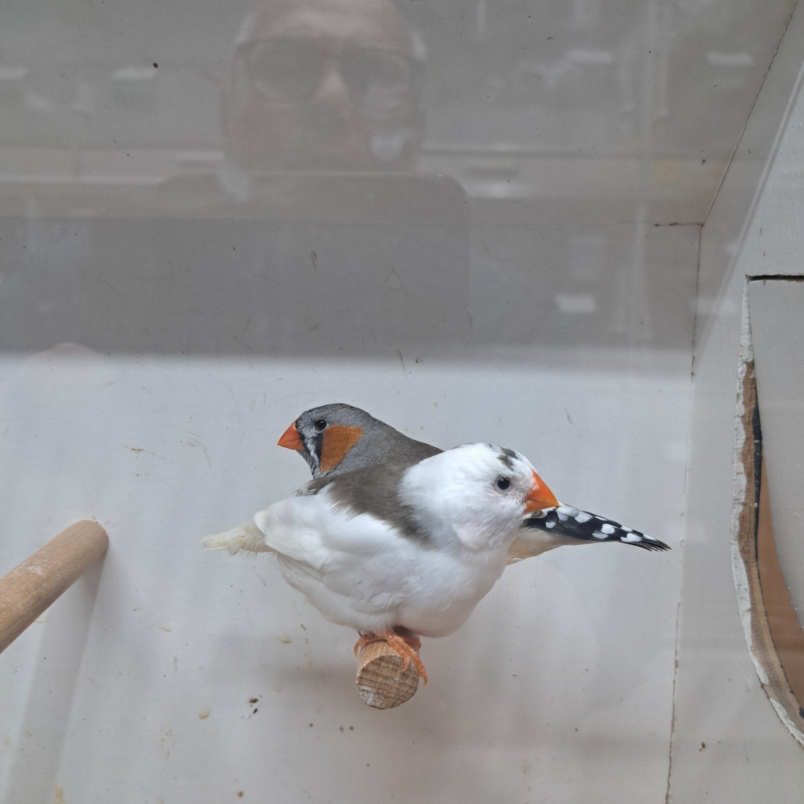 TE KOOP MOOIE ZEBRAVINKEN, Dieren en Toebehoren