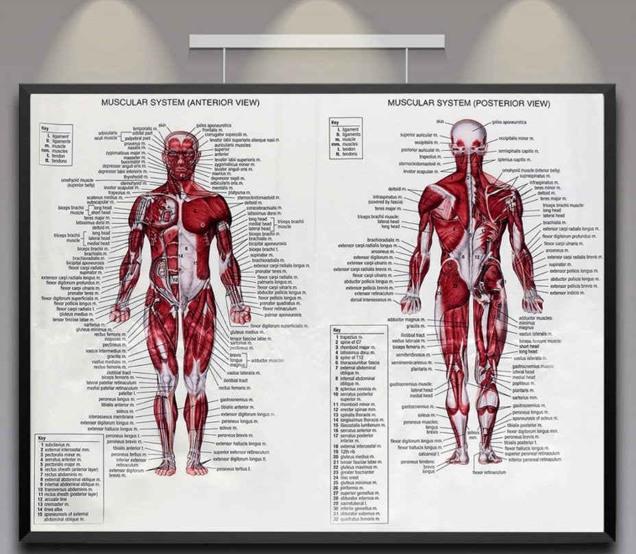 Spieren Menselijke Anatomie Poster / School Medisch Mens, Verzamelen, Verzenden, Nieuw, Deurposter of groter, Overige onderwerpen