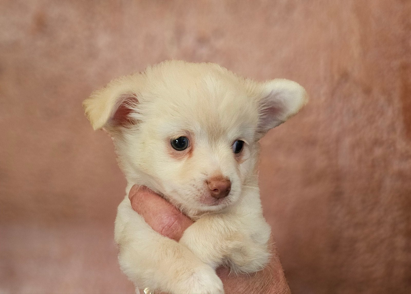 nog 1 reutje langhaar chihuahua. mag verhuizen ., 8 tot 15 weken, Meerdere, Meerdere dieren, Chihuahua