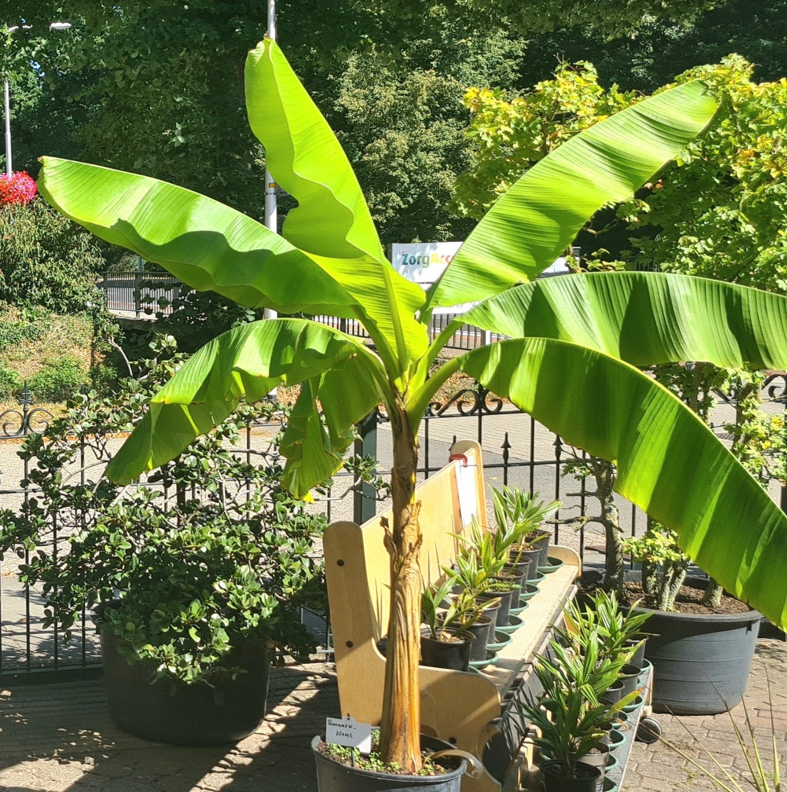 Planten tuin te koop Walnootboom, Musa Basjoo, Mispel  Yuka, Tuin en Terras, Ophalen, Vaste plant, Overige soorten