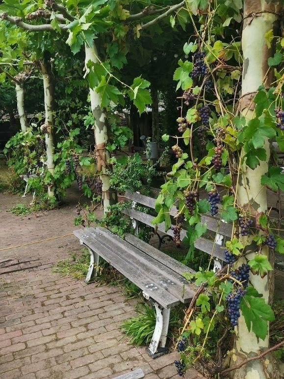 Witte gietijzeren zware tuinbank hardhout, Ophalen