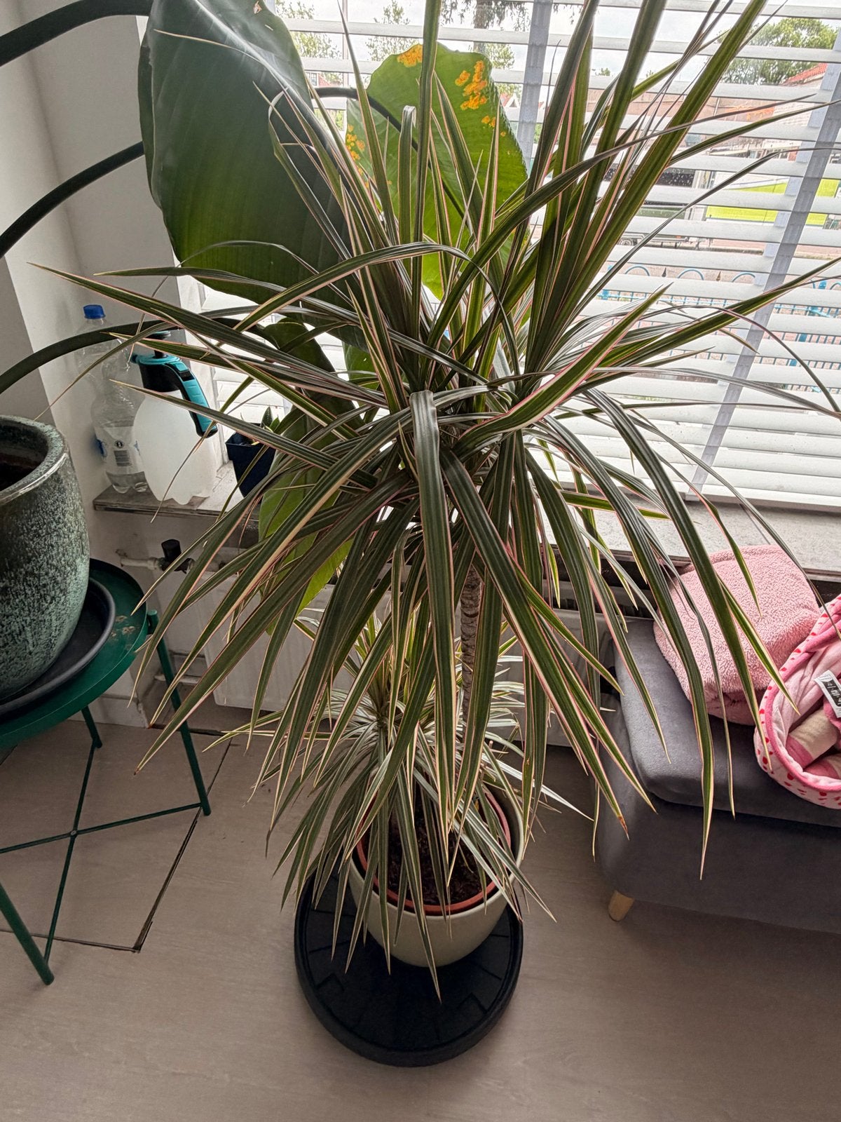 Grote Dracaena plant - Zonder buitenpot, Ophalen, 100 tot 150 cm, Overige soorten, Halfschaduw