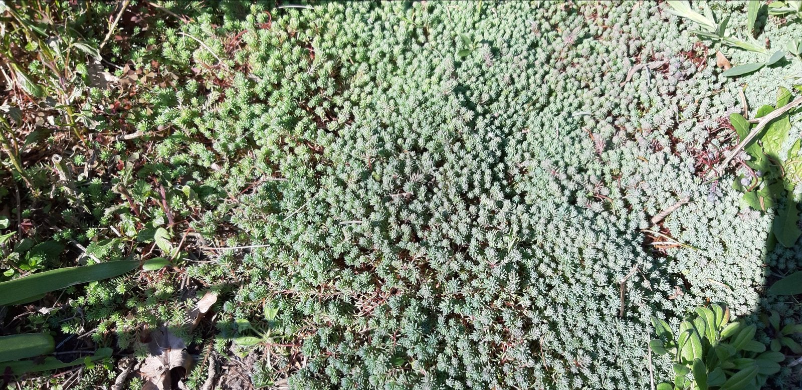 Laagblijvende Sedum - Bodembedekker voor zon en halfschaduw, Ophalen, Bodembedekkers, Volle zon, Vaste plant