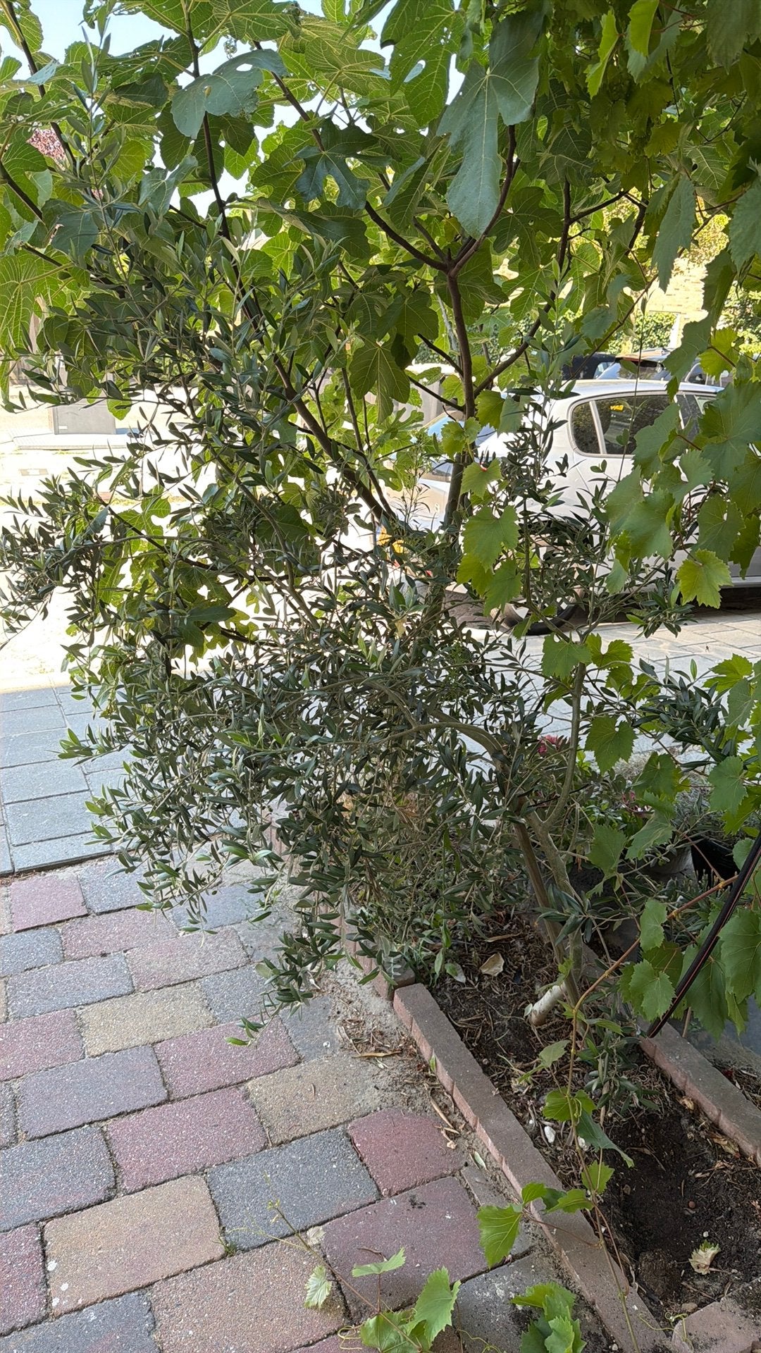 Olijfboom, Bloeit niet, 100 tot 250 cm, Olijfboom, Ophalen