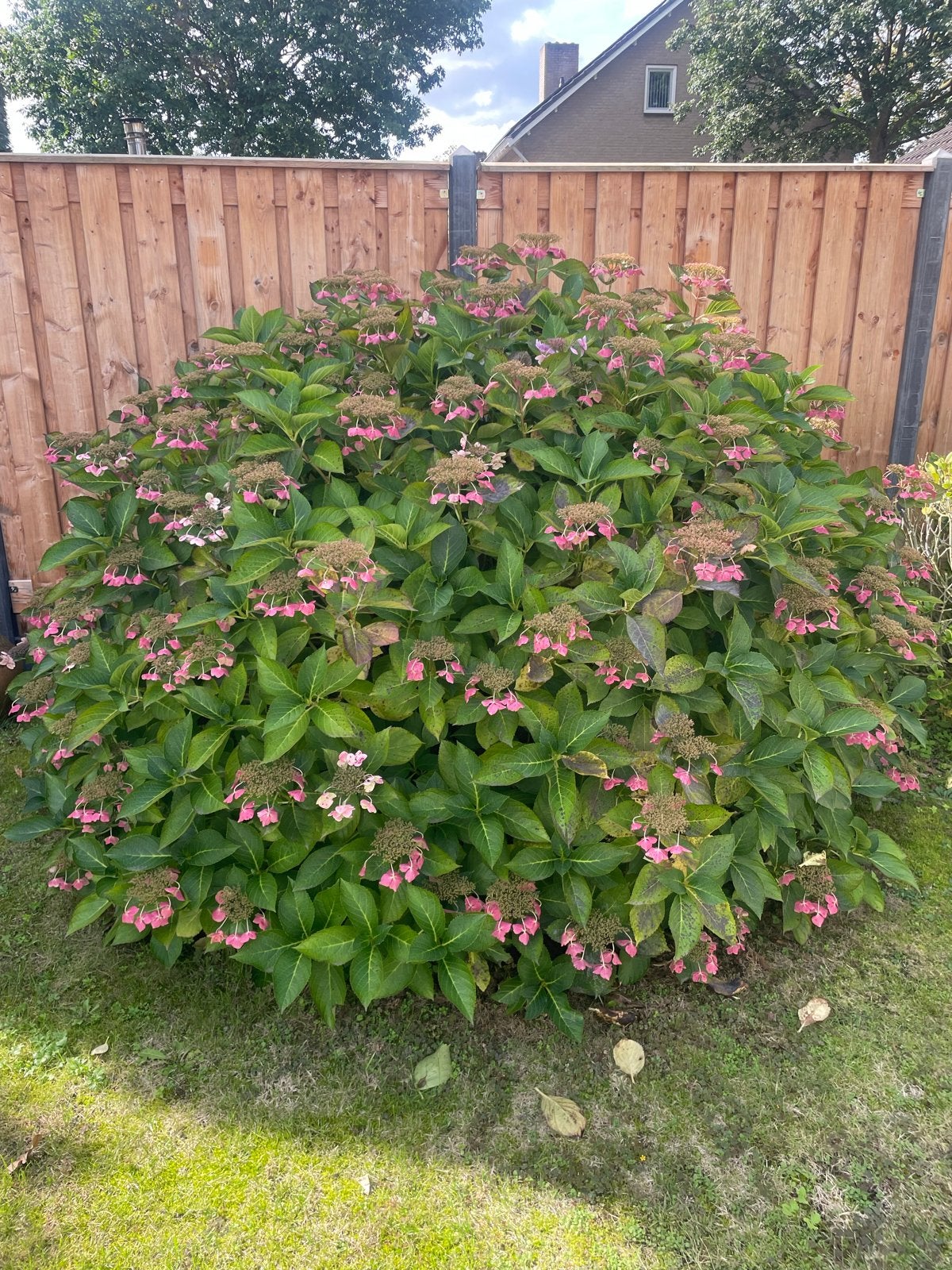 Grote Hortensias (Hydrangea) met roze bloemen, Tuin en Terras, Vaste plant, Halfschaduw, Zomer, Ophalen