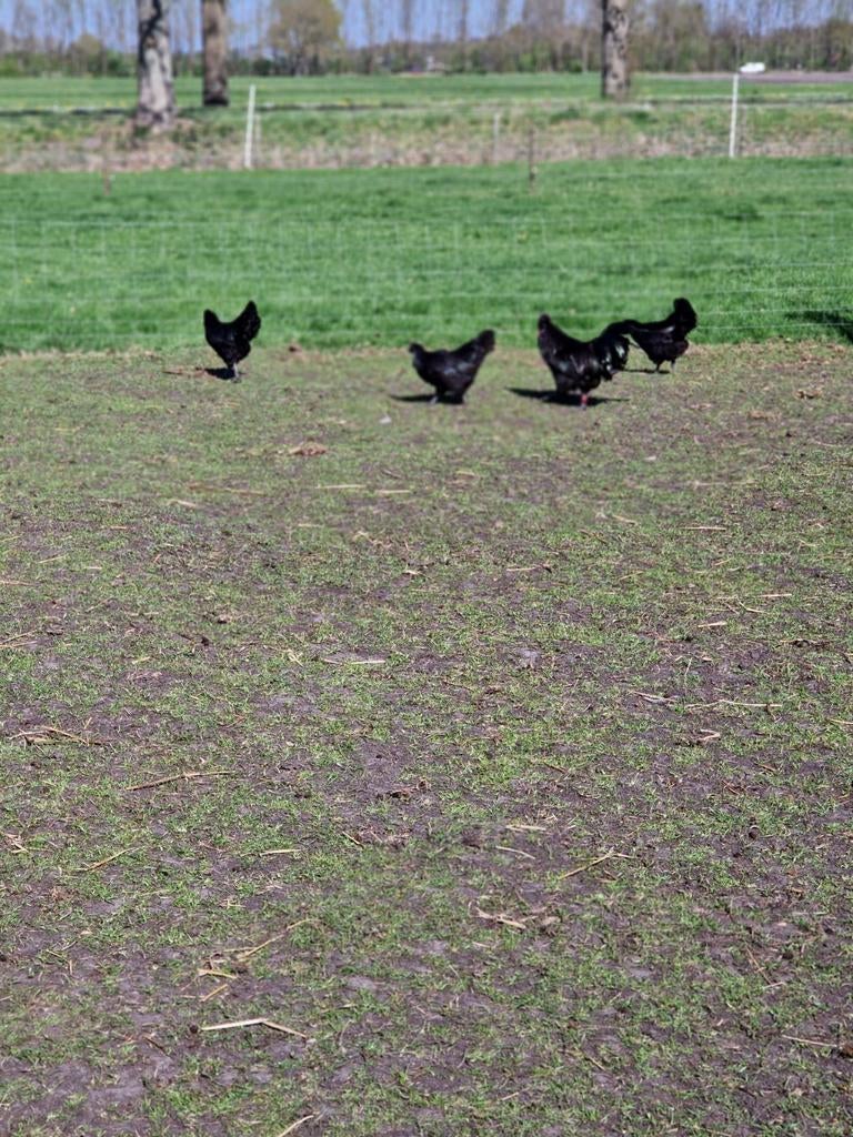 Adam Tjemani kippen, Dieren en Toebehoren, Pluimvee, Meerdere dieren, Kip