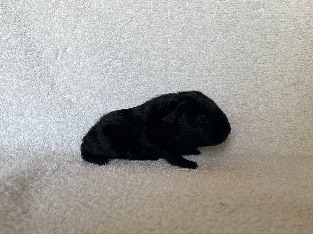 Zwart gladhaar cavia beertje, Dieren en Toebehoren, Mei, Mannelijk, Cavia