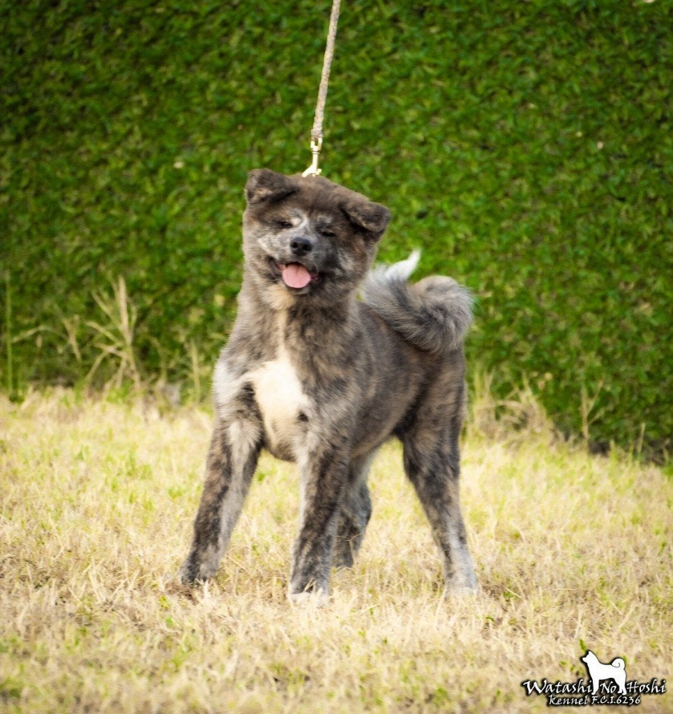 Akita puppy, 15 weken tot 1 jaar, Buitenland, Parvo, Eén hond