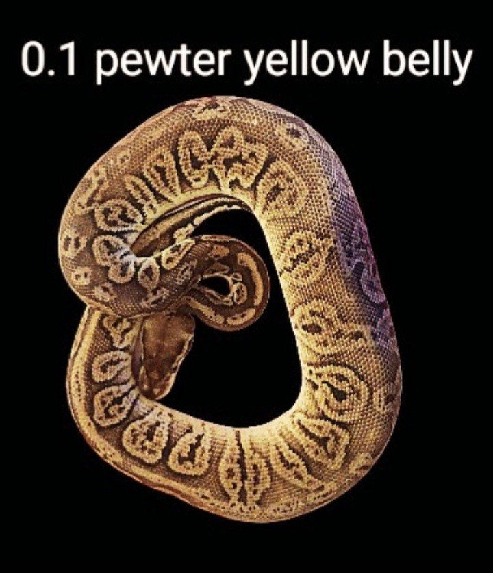 koningspython (regius) pewter yellow belly vrouw, Slang, Tam, 3 tot 6 jaar