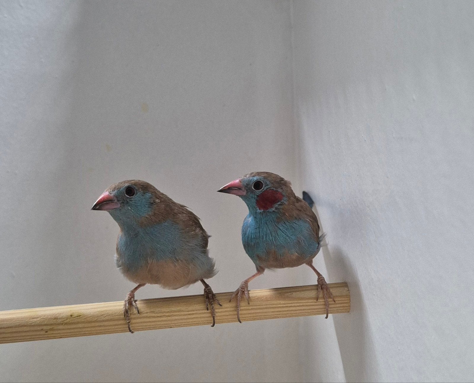 Mooie vogels voor in de voliere, Meerdere dieren, Tropenvogel