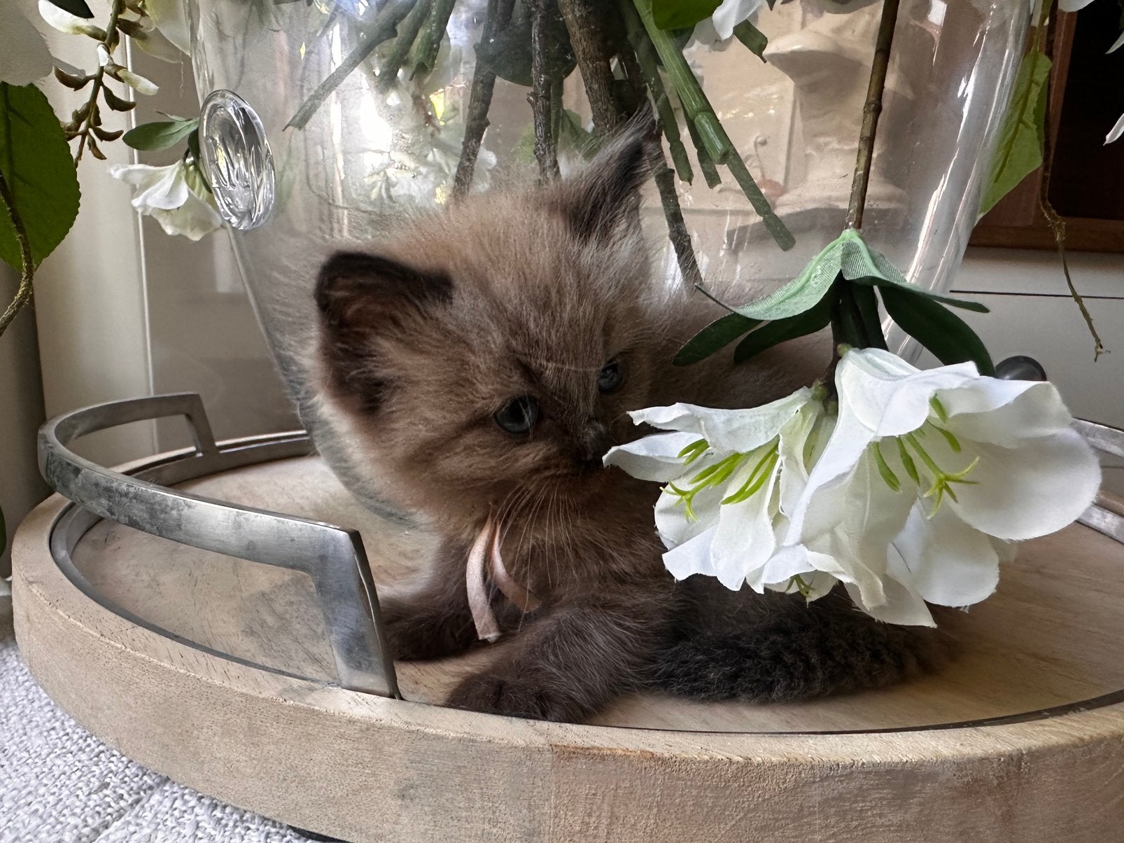 100 % Ragdoll kittens met garantie, Meerdere dieren, Ontwormd, 0 tot 2 jaar