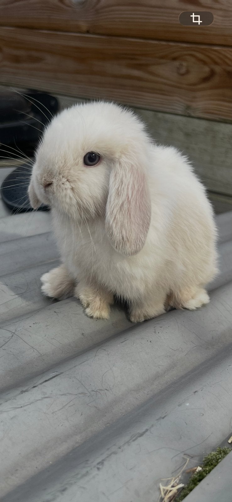 Lieve jonge raszuivere minilop konijnen, Dieren en Toebehoren, Meerdere dieren, Dwerg