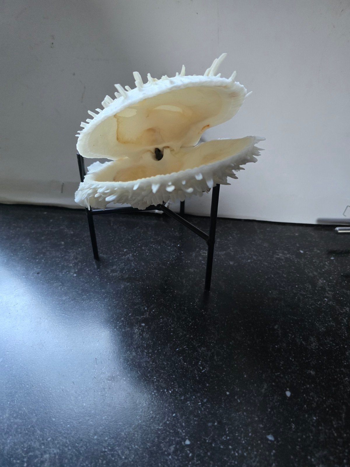 mooie grote witte Spondylus met standaard, Ophalen of Verzenden