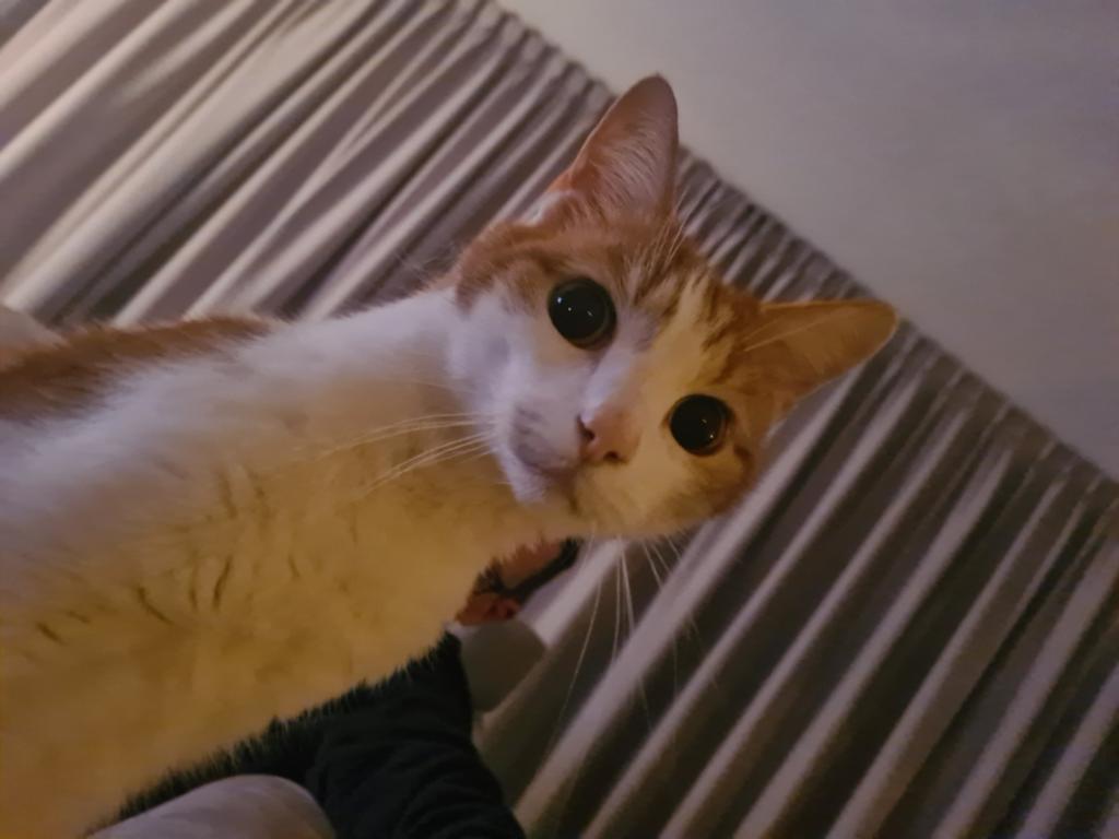 Rode kater, europese korthaar, zoekt nieuw huisje, Kater