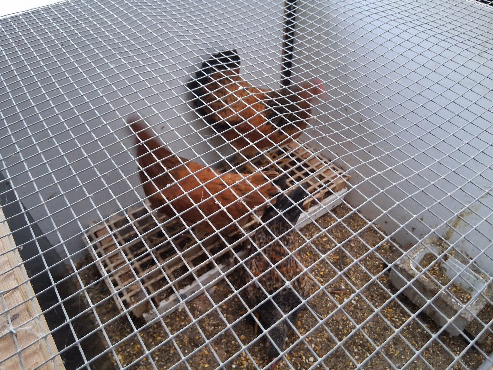 trio kriel kippen, Dieren en Toebehoren, Meerdere dieren, Kip