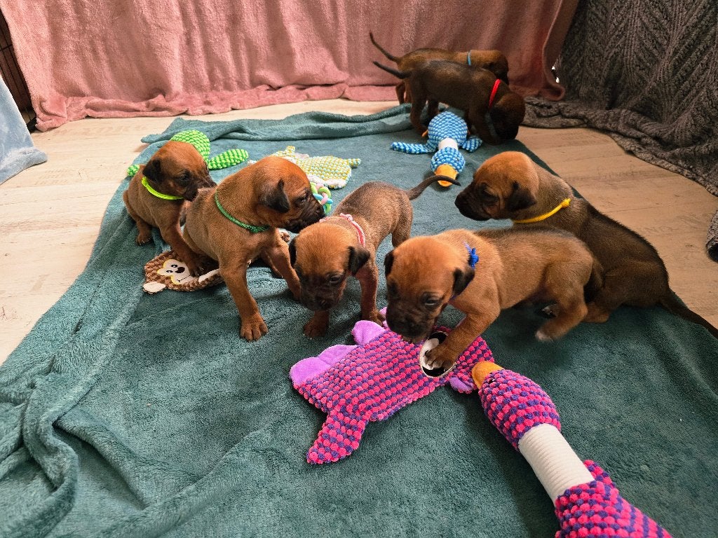 Rhodesian Ridgeback pups geboren! FCI-stamboom, Dieren en Toebehoren, Parvo, Overige rassen, 8 tot 15 weken, Meerdere
