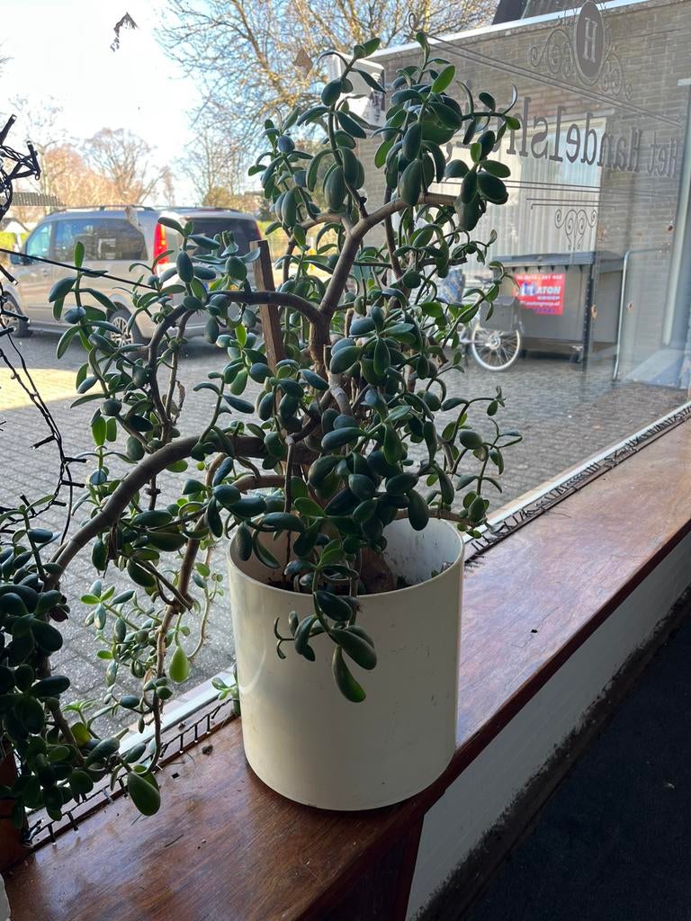 Crassula, Ophalen, Halfschaduw, Overige soorten, Minder dan 100 cm