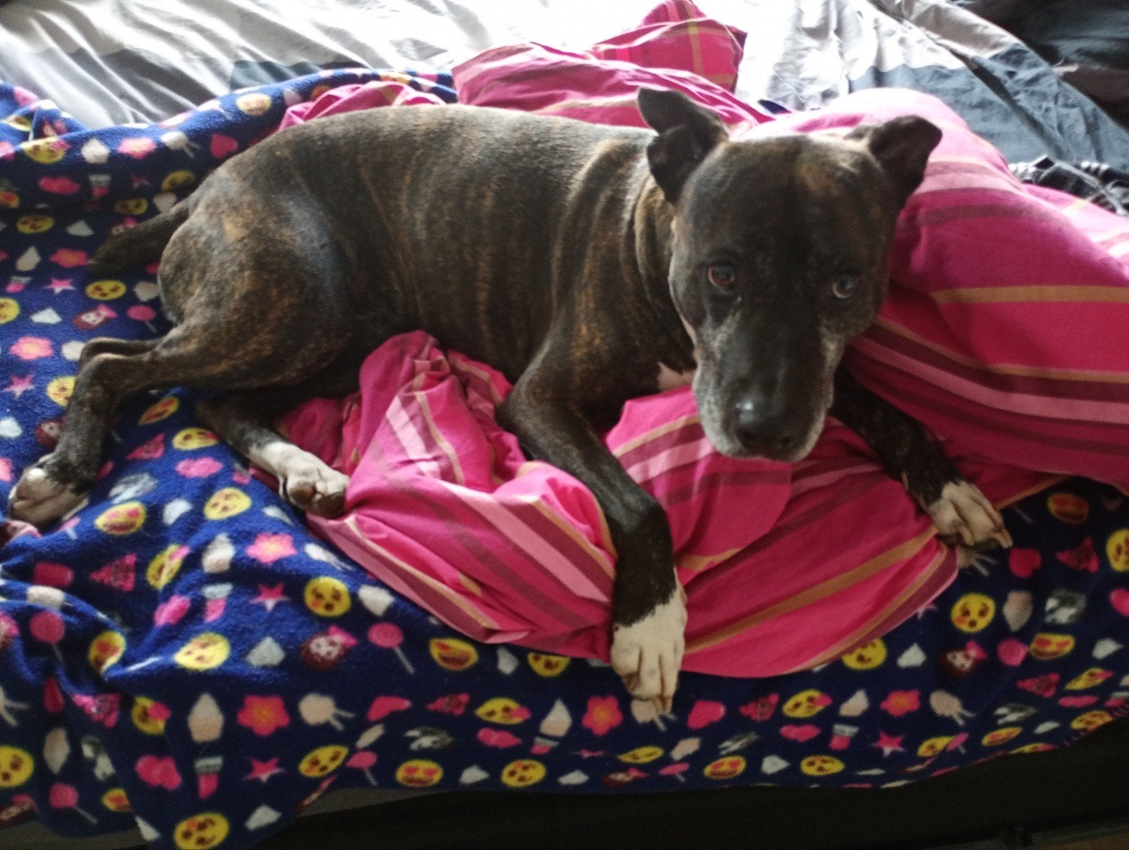 Hond zoekt gouden mandje, 6 jaar of ouder, Teef, Eén hond, Nederland