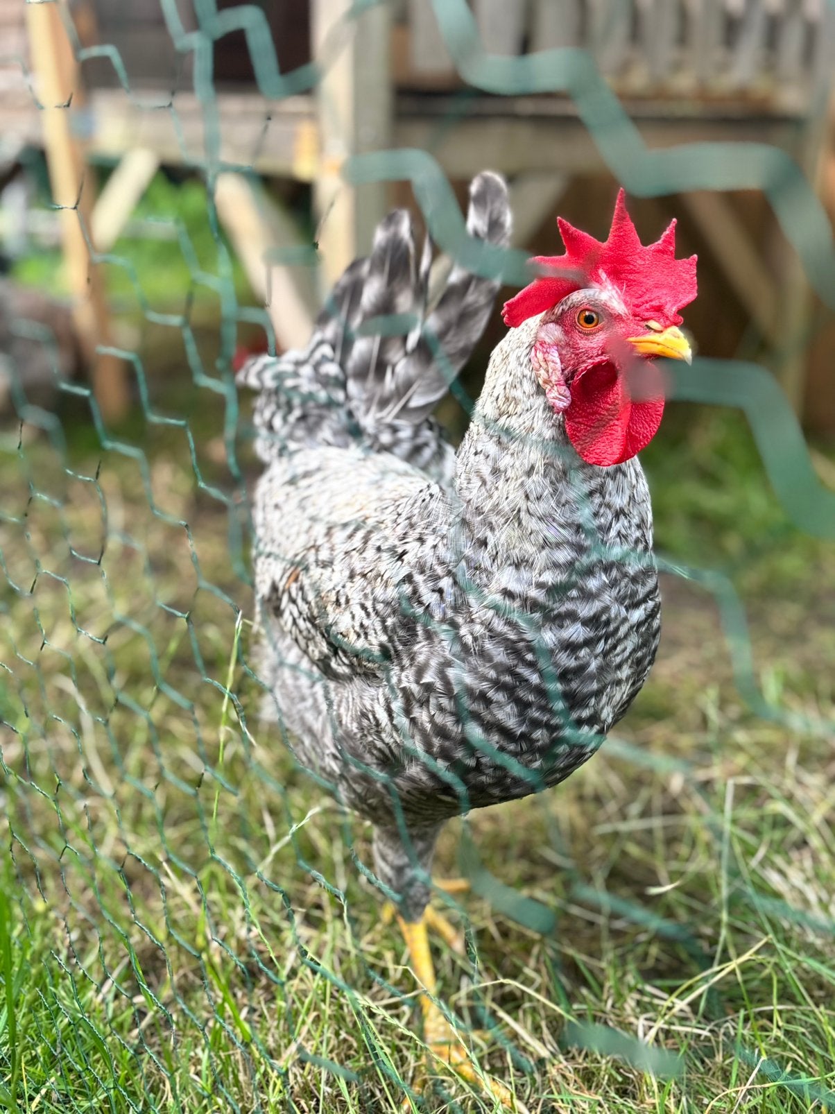(herplaatst!) Cream legbar haan, Mannelijk, Kip