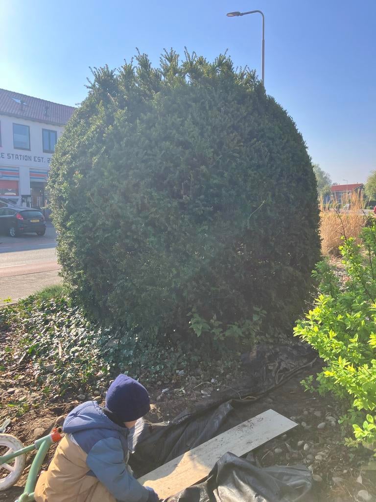 Taxus bol, ongeveer 2 meter diameter, Volle zon, Vaste plant, Bloeit niet, Ophalen