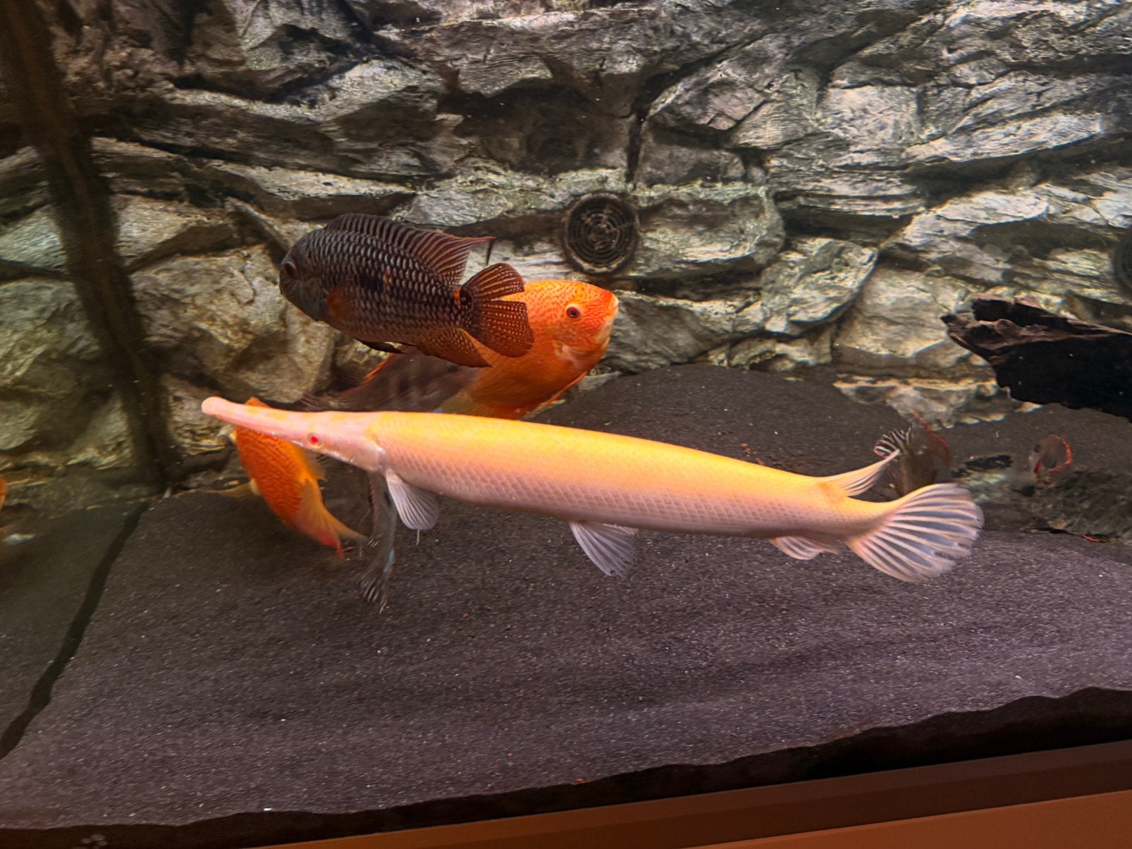 Albino Florida Gar - Lepisosteus platyrhincus, Dieren en Toebehoren, Vis, Zoetwatervis