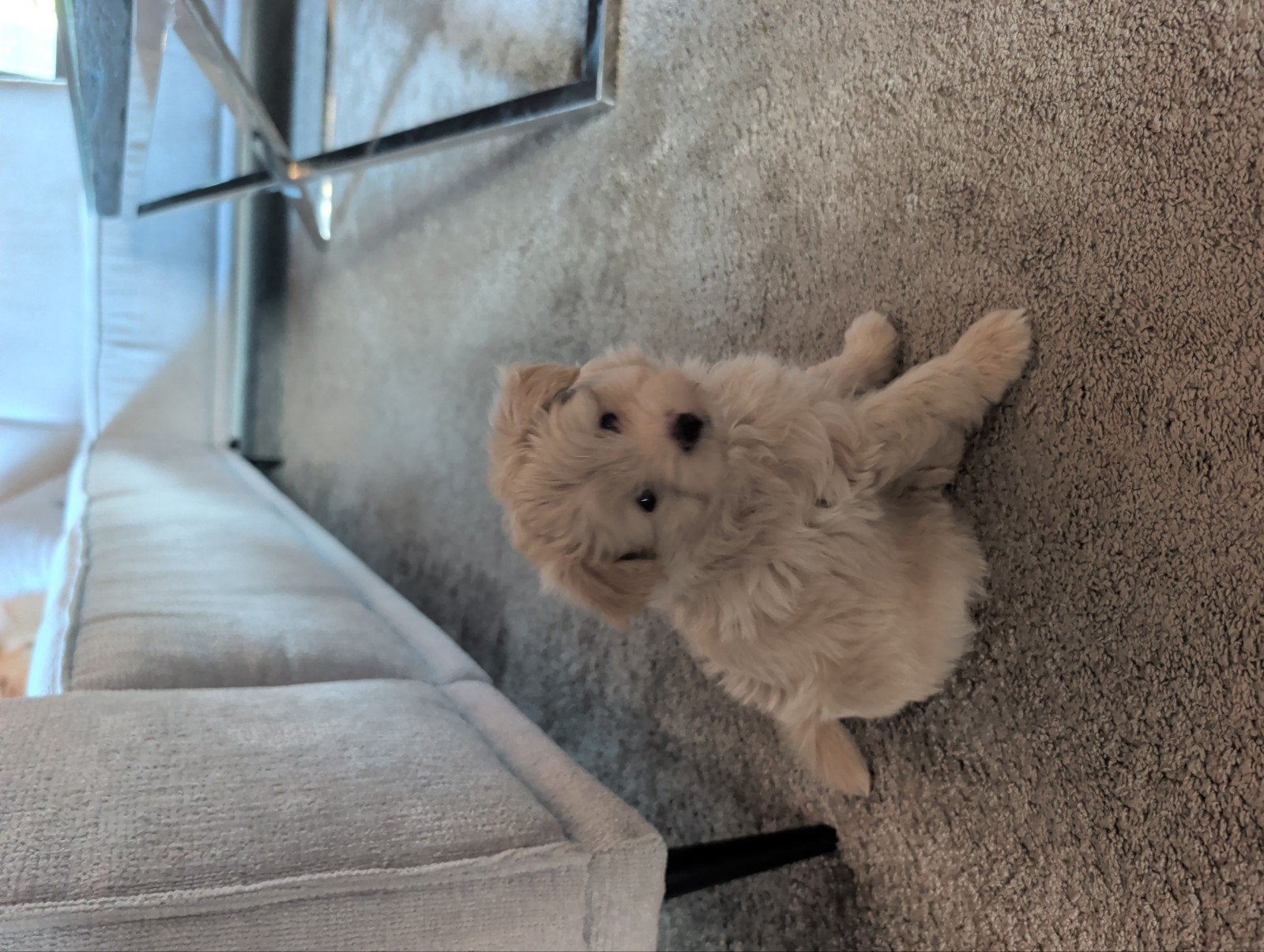 pomapoo pups mama pomeriaan merle papa toy poedel, Overige rassen, 8 tot 15 weken, Meerdere, Meerdere dieren