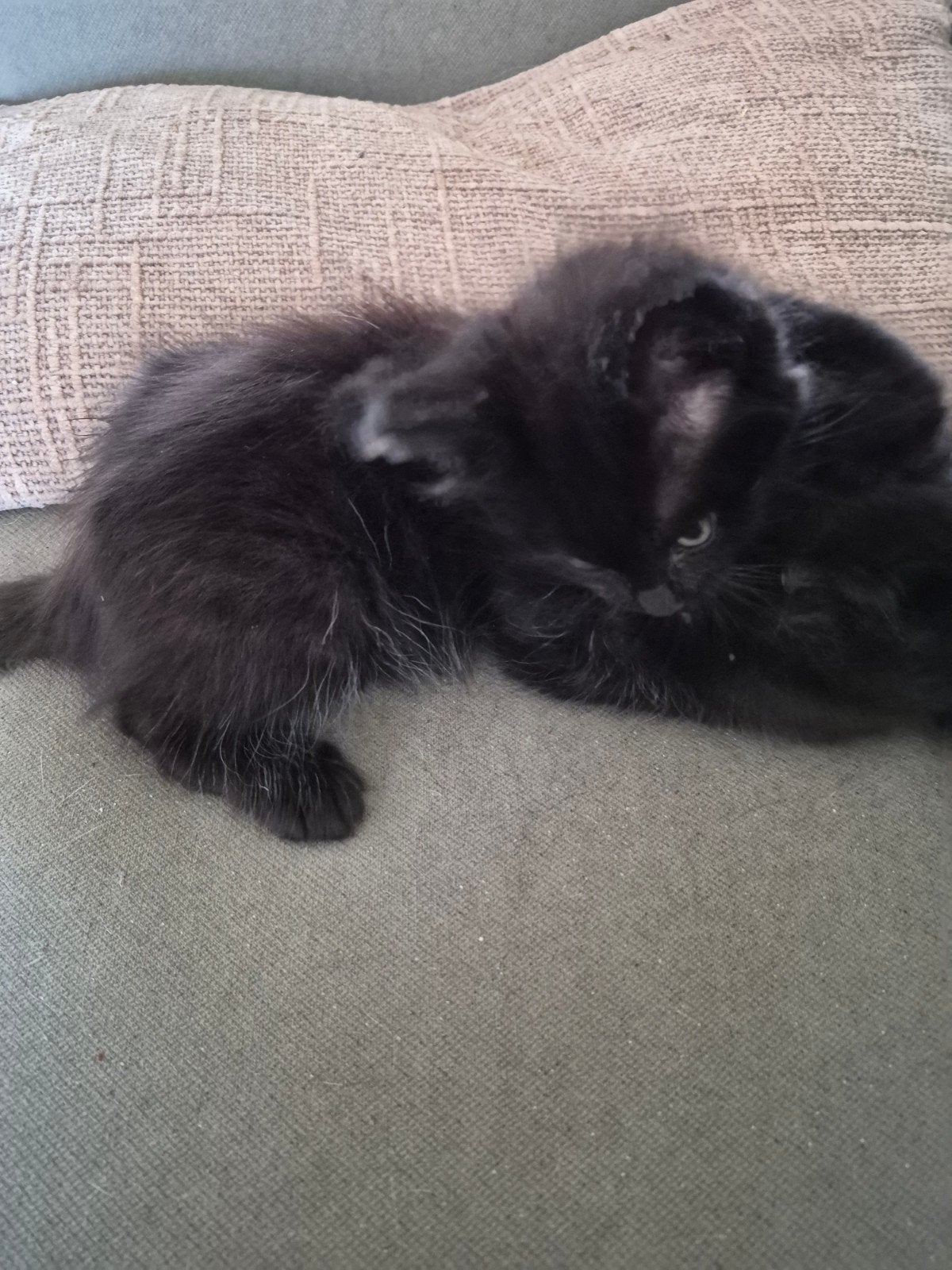 kittens maine coon, Kater, Gechipt
