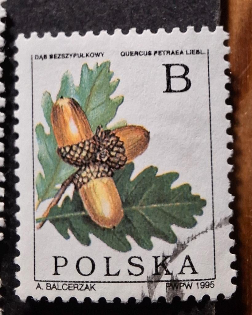 Polen 1 eikels, Ophalen of Verzenden, Overige thema's