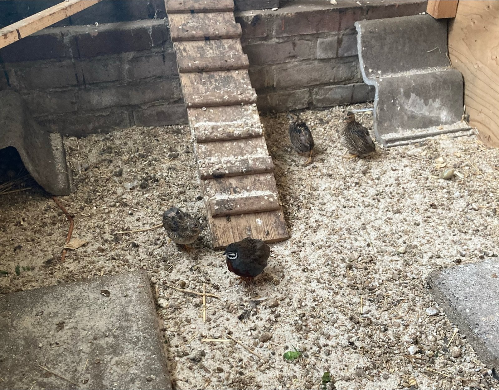 CHINESE DWERG KWARTELS 100% NATUURBROED, Dieren en Toebehoren, Meerdere dieren