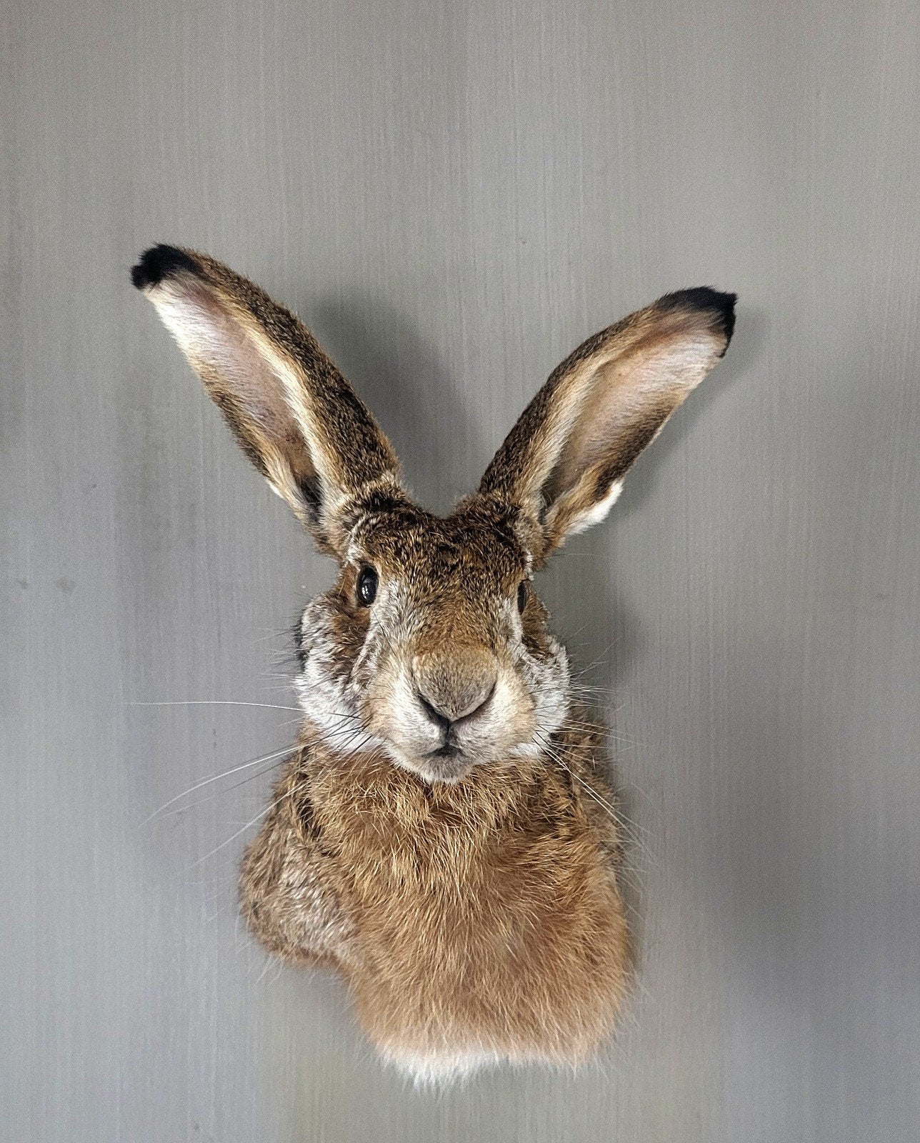 Nieuwe Opgezette Haas Taxidermie, Ophalen of Verzenden, Nieuw, Wild dier, Opgezet dier