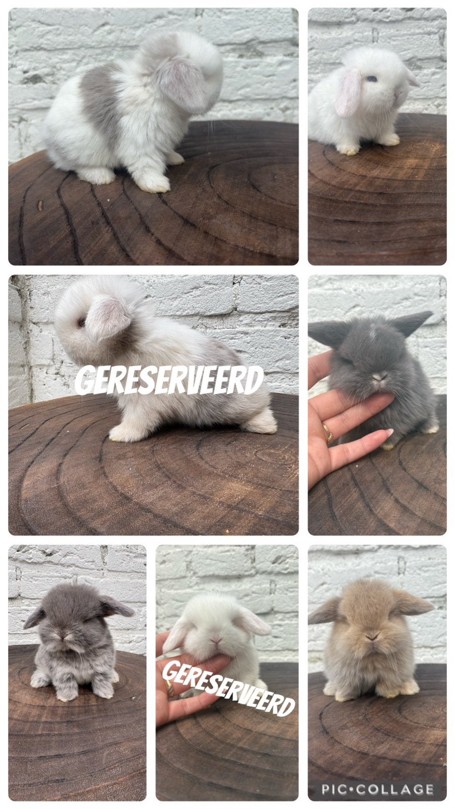 Raszuiver minilops baby konijntjes, Meerdere dieren, Dwerg