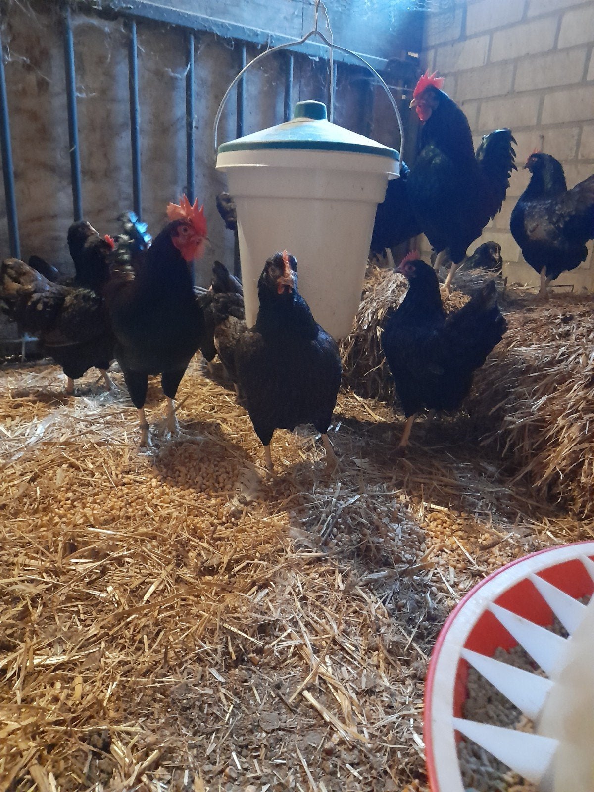 Barnevelder kriel zwartbruin gezoomd broedeieren, Dieren en Toebehoren, Geslacht onbekend, Overige soorten