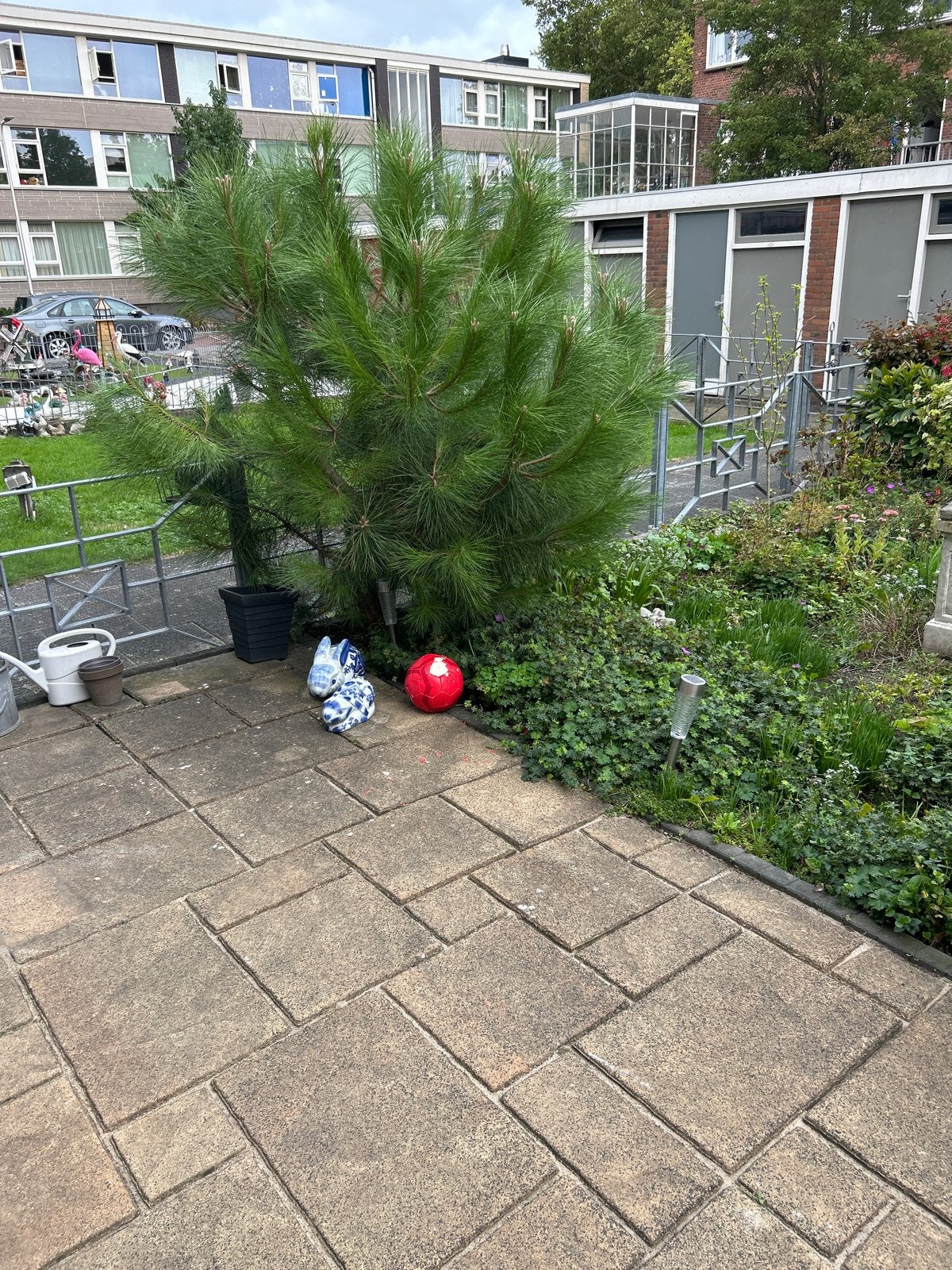 Diverse boompjes gratis af te halen, Tuin en Terras, Planten | Bomen, Ophalen of Verzenden, Overige soorten, 100 tot 250 cm