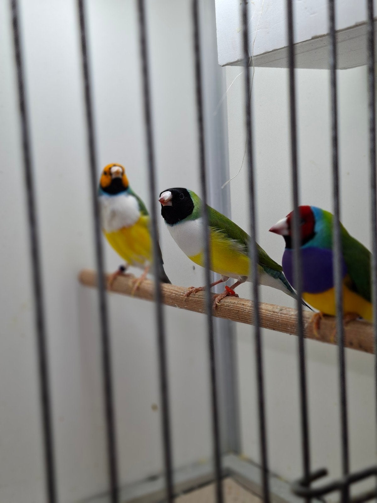 Goulds.z.k witborst oranje kop paarsbo zk paarsborst vaste p, Dieren en Toebehoren, Vogels | Overige Vogels