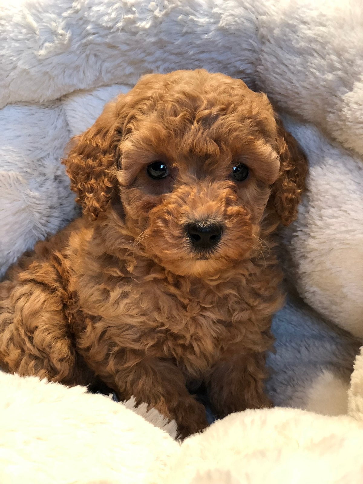 Klein type Maltipoo in diverse kleuren abricot en crème., Poedel, Nederland, CDV (hondenziekte), 8 tot 15 weken