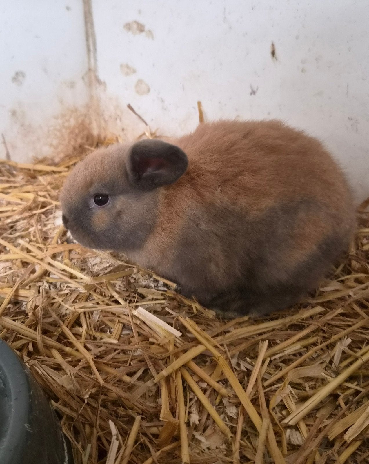 Te koop dwerghangoorkonijntjes🐇, Vrouwelijk, Dwerg
