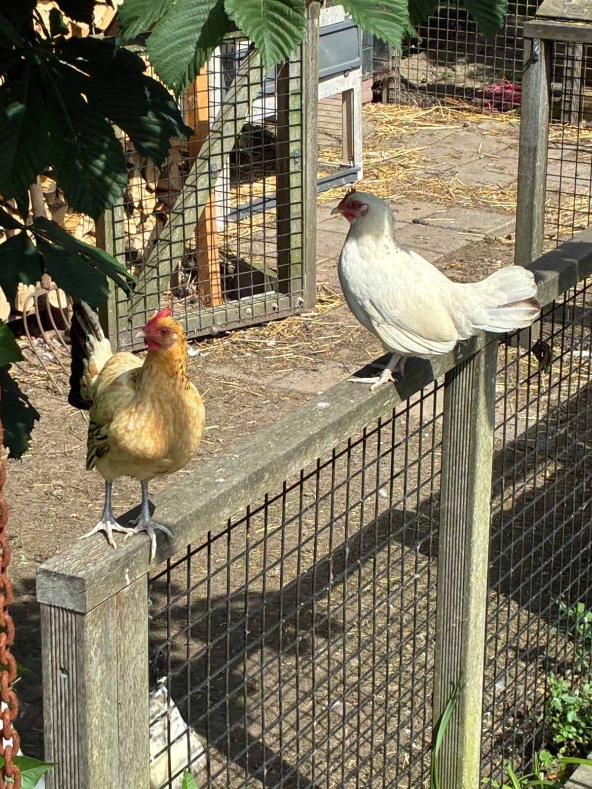 Een mooie kriel haan en 2 kriel kippen., Dieren en Toebehoren, Pluimvee, Meerdere dieren, Kip