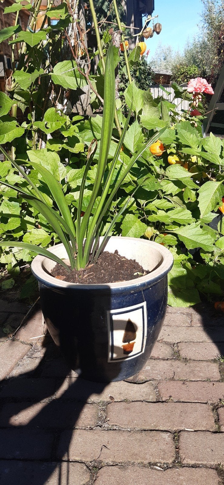 Clivia, Ophalen, Volle zon, Overige soorten