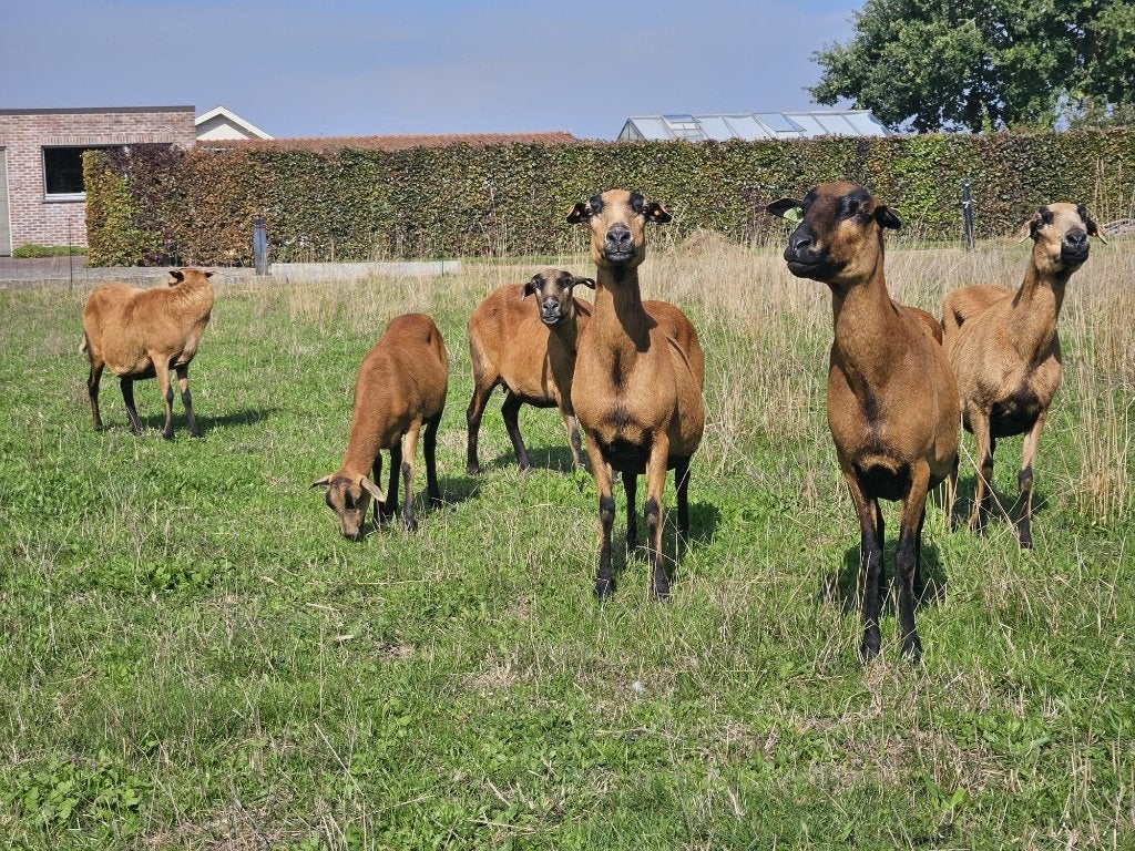 Barbados black belly ooi lammeren gezocht, Dieren en Toebehoren, Vrouwelijk, Schaap, 0 tot 2 jaar