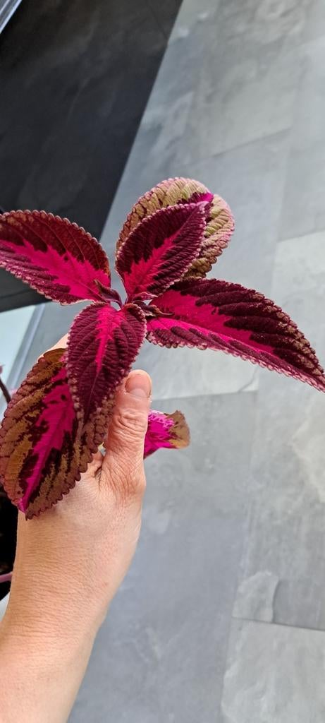 Coleus stekken (siernetel), donkerrood/roze., Ophalen of Verzenden, Halfschaduw, Minder dan 100 cm