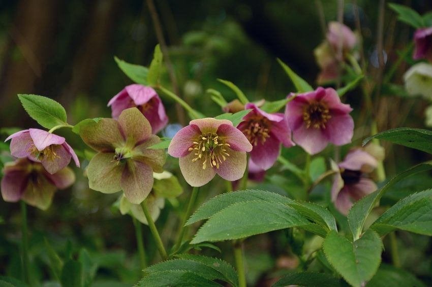 Helleborus Vaste groenblijvende plant, Ophalen, Bodembedekkers, Vaste plant, Halfschaduw