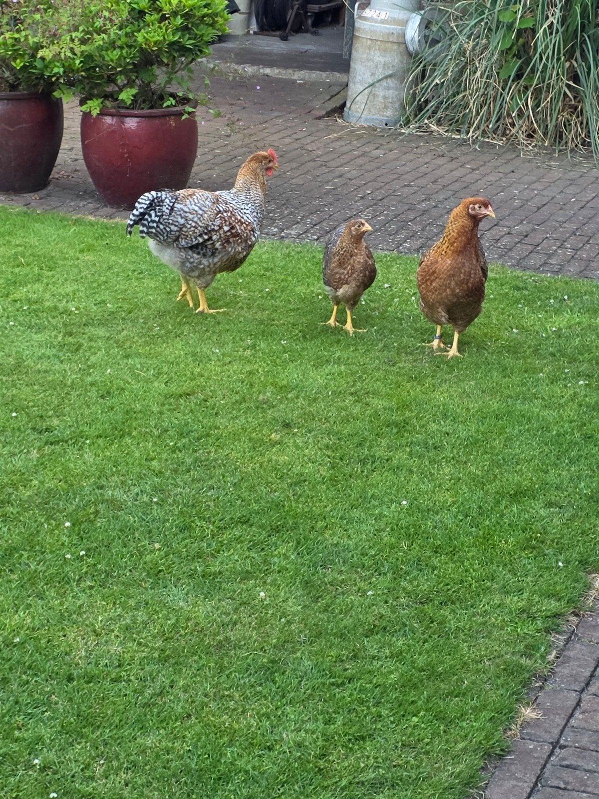 Bielefelder HEN te koop gevraagd, Dieren en Toebehoren, Pluimvee, Vrouwelijk, Kip