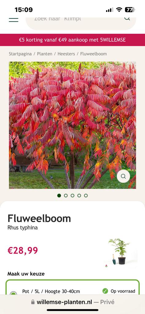 Fluweelboompjes, Tuin en Terras, Ophalen, Volle zon, Overige soorten