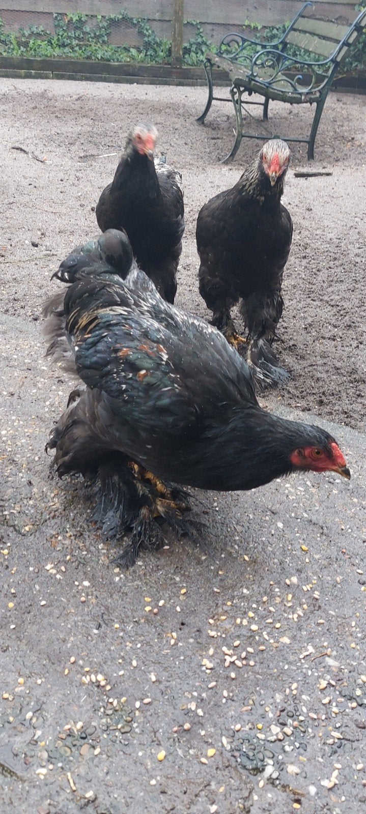 3 grote  brahma's (waarschijnlijk hanen), Dieren en Toebehoren