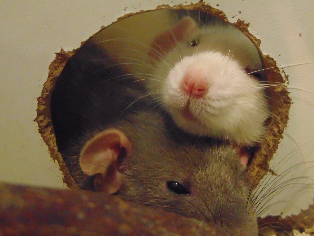 Tamme ratjes in Assen., Rat, Maart, Meerdere dieren, Tam