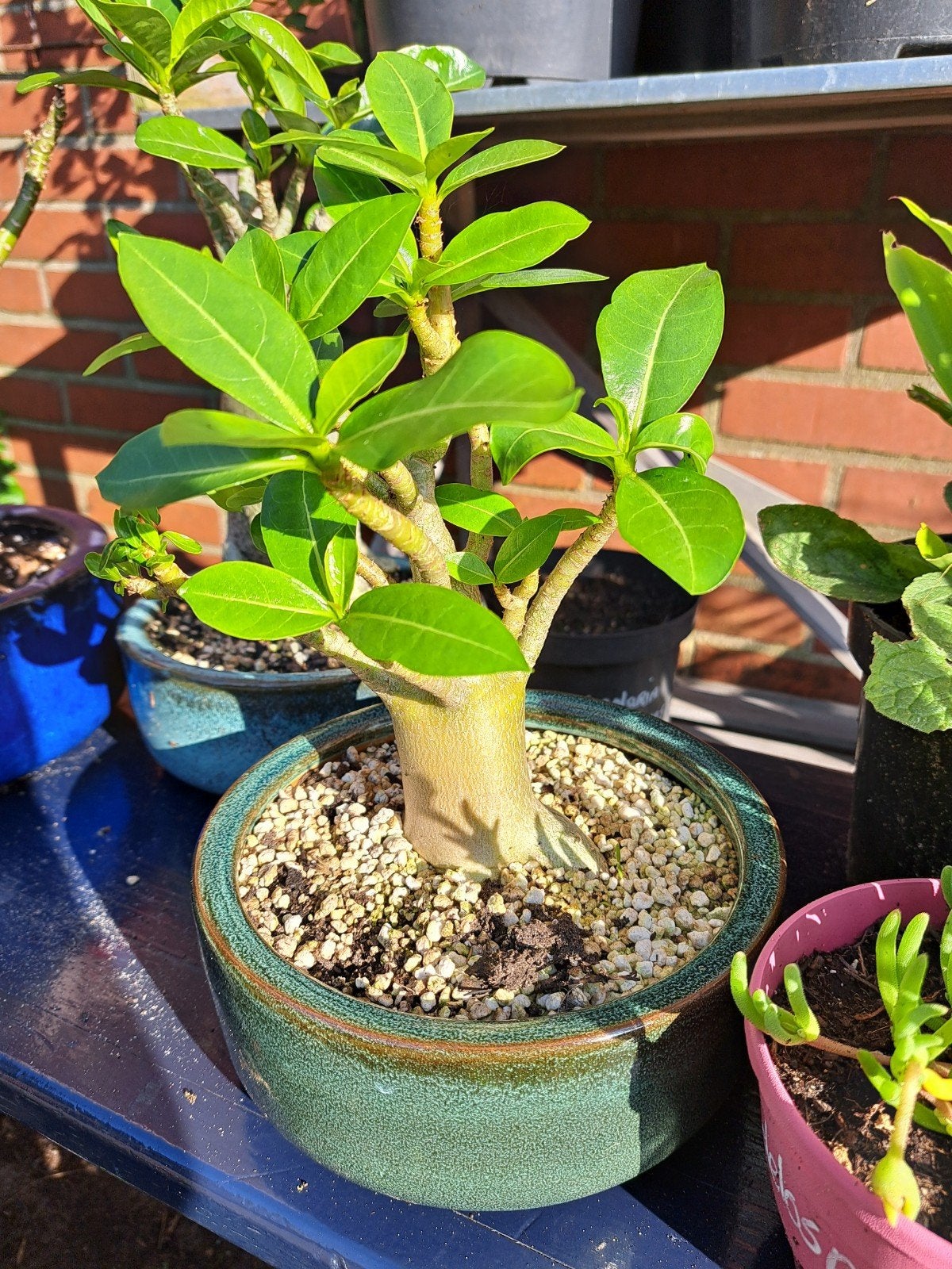 8 jaar oude Adenium obesum incl aardewerk schaal, Huis en Inrichting, Kamerplanten, Ophalen, Halfschaduw, Minder dan 100 cm